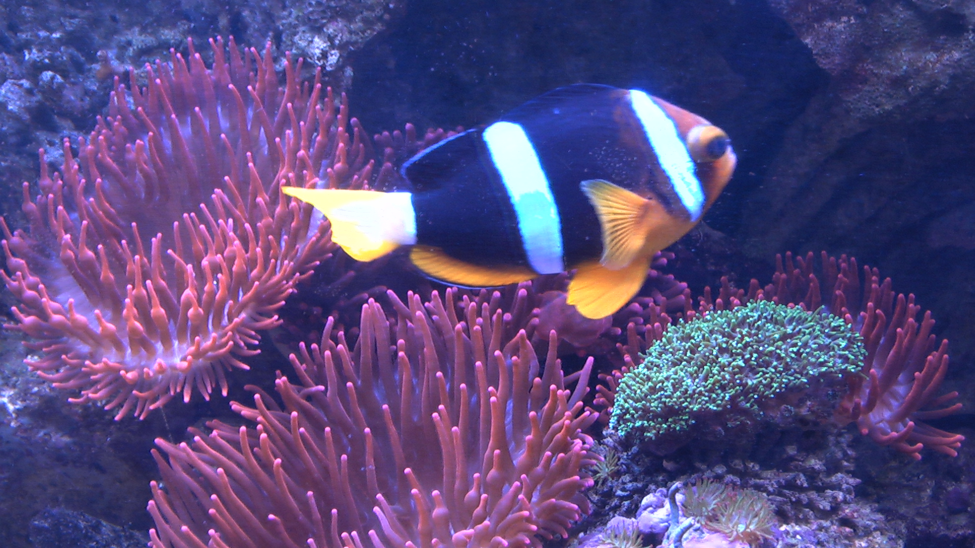 Ingvar Bundgaard Jensen Fonden