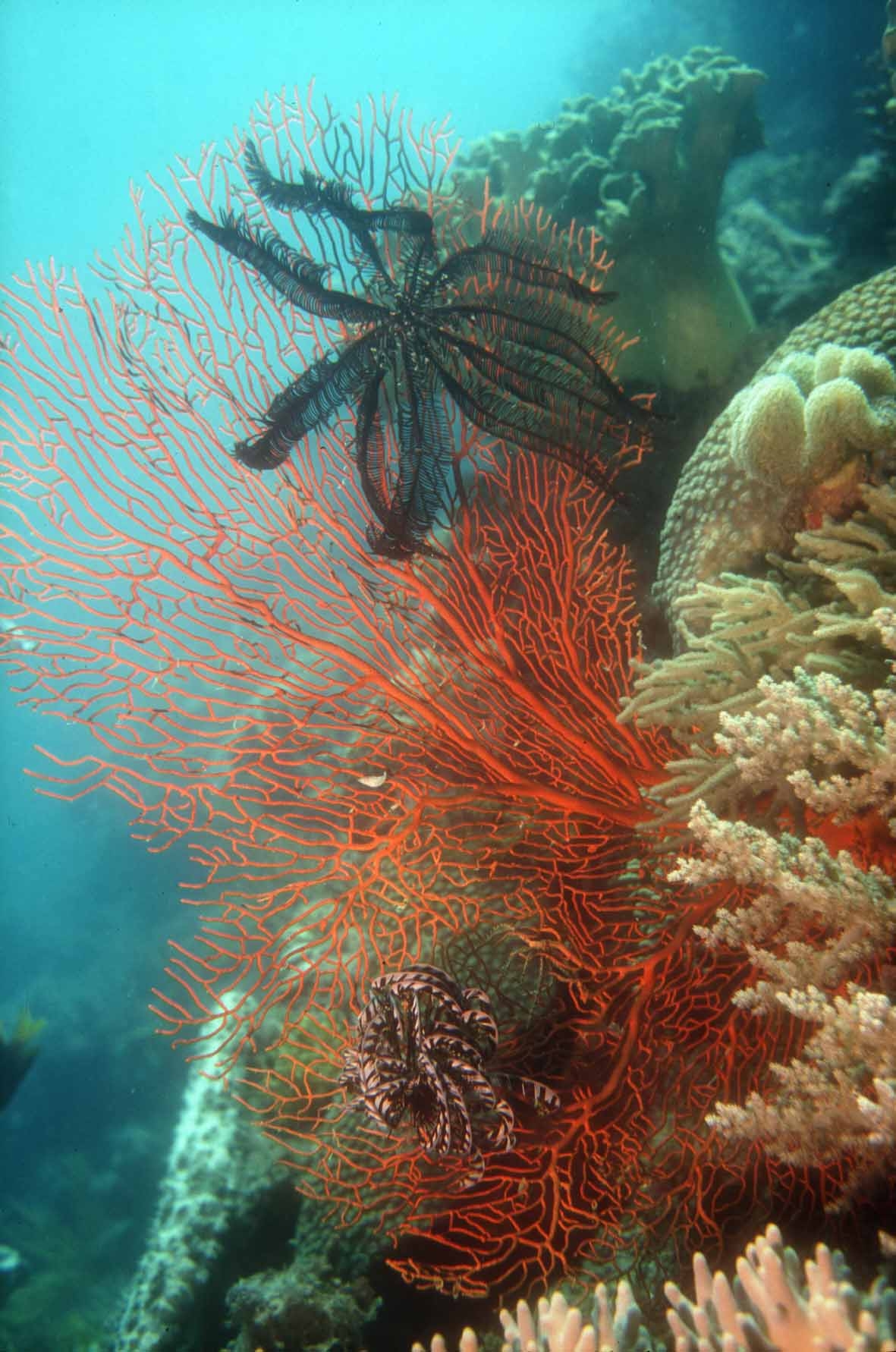 Ingvar Bundgaard Jensen Fonden